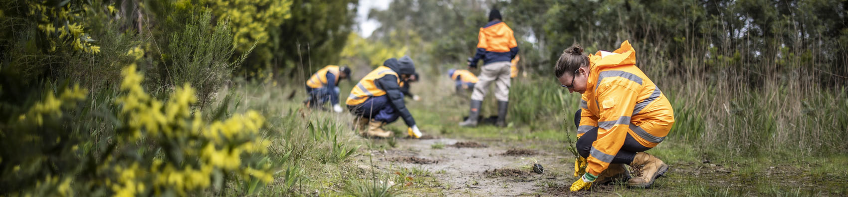 A group of volunteers wearing hi vis safety jackets working in bushland area with grass.