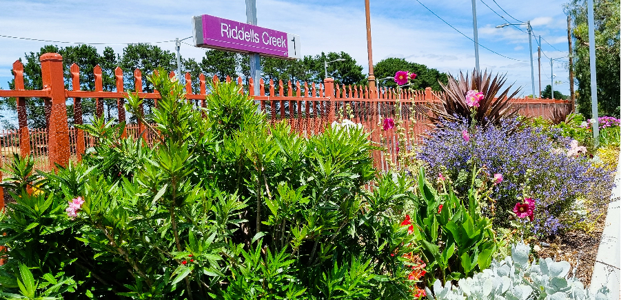 Gardens at Riddells Creek station